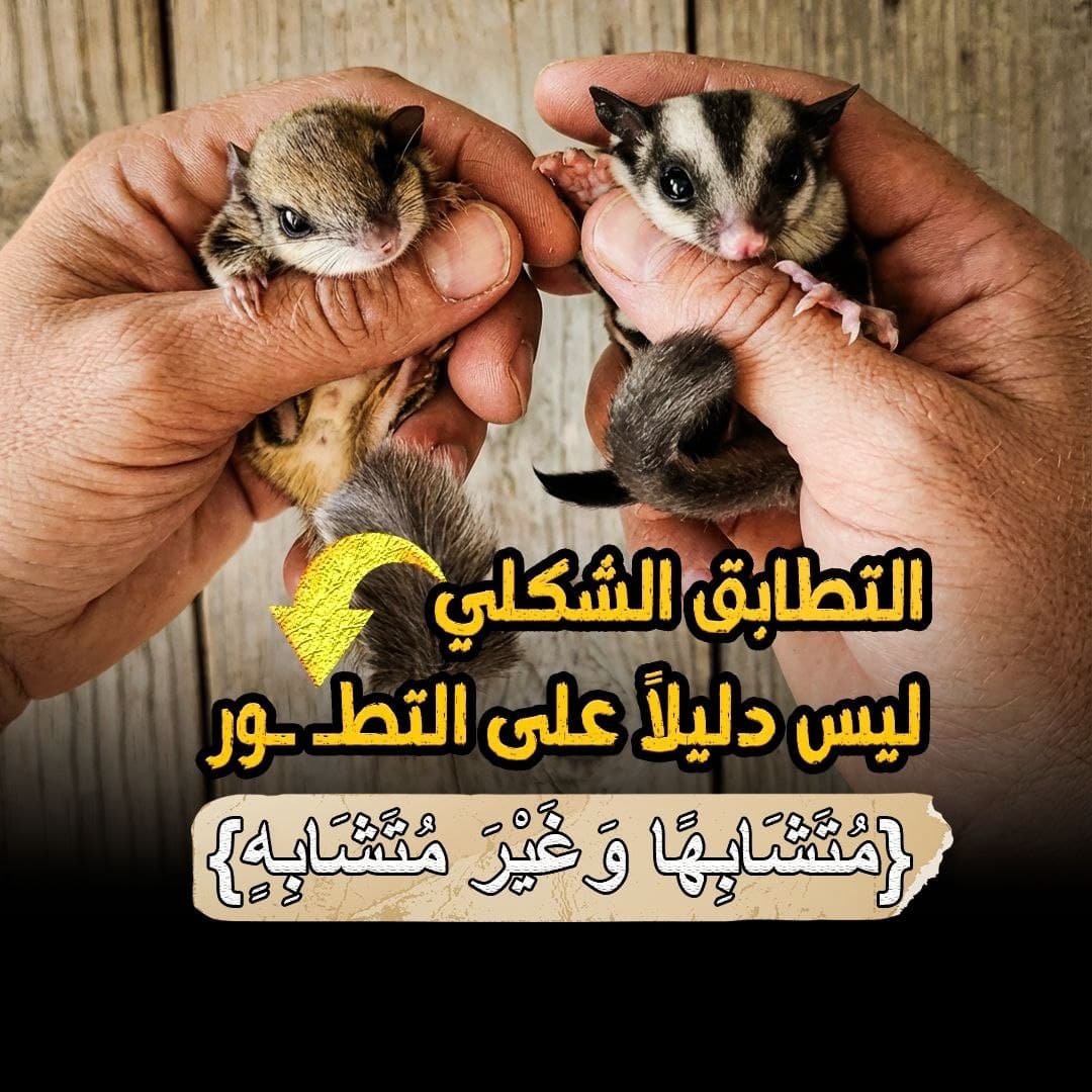 التطور المتقارب: حينما يغدو التشابه الشكلي حجة على الخلق لا التطور